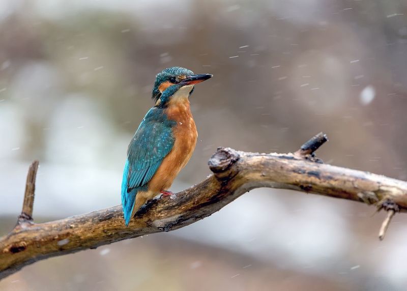 зимородок, зима Под снежкомphoto preview