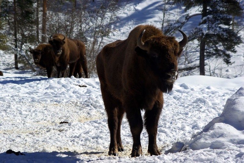 архыз В зимнем лесу ... фото превью