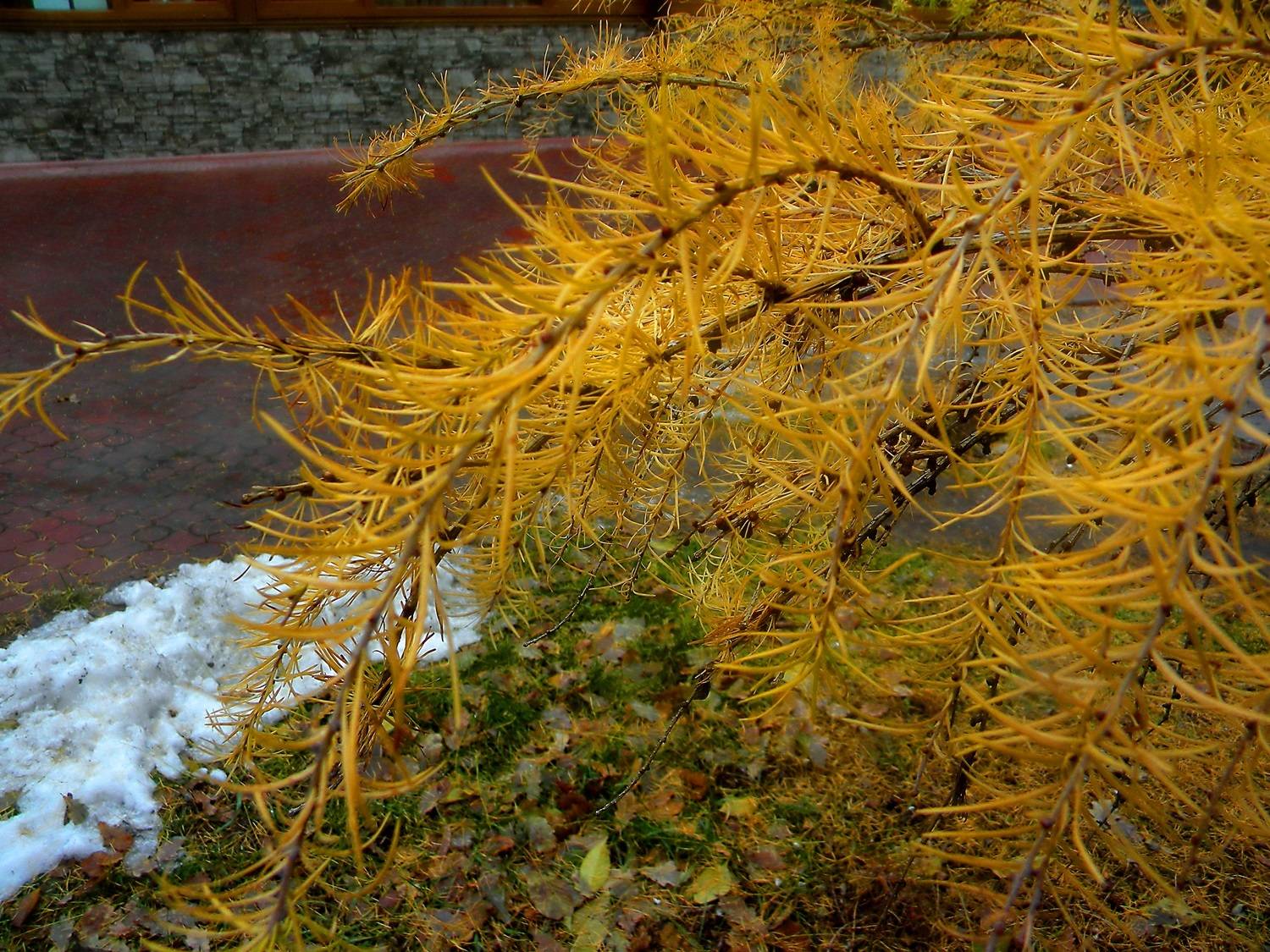 , Савоцкий Роман