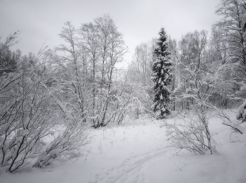 пейзаж, природа, зима, лес, снег, небо, ель Природа Севера IIphoto preview