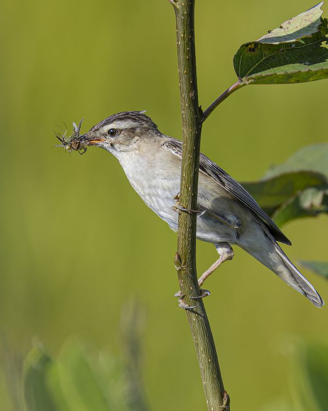 камышовка-барсучок, птицы, камышовка, лето, кизиловка, камышевый трескунчик Камышовка-барсучок с добычейphoto preview