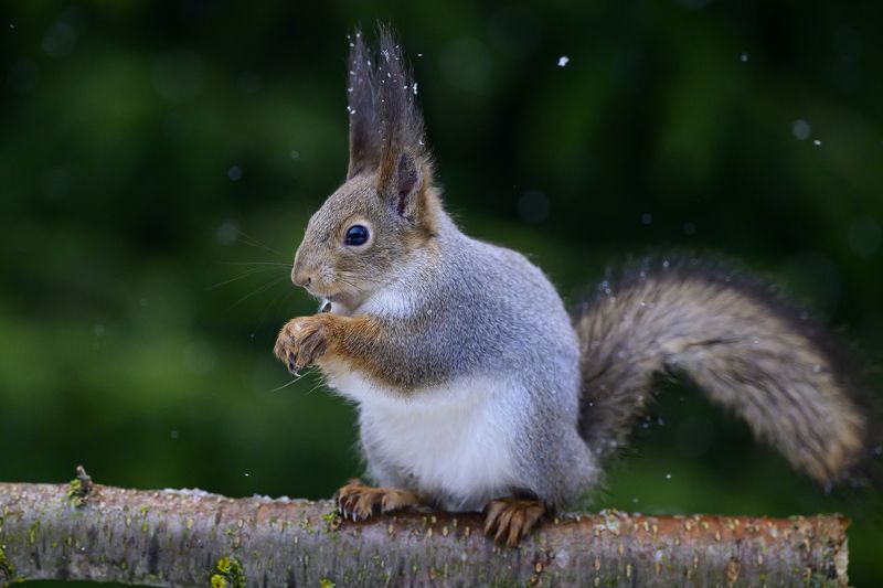 Белкаphoto preview