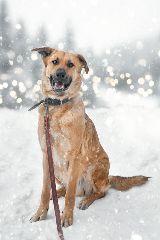 Боря ищет дом!) фото превью