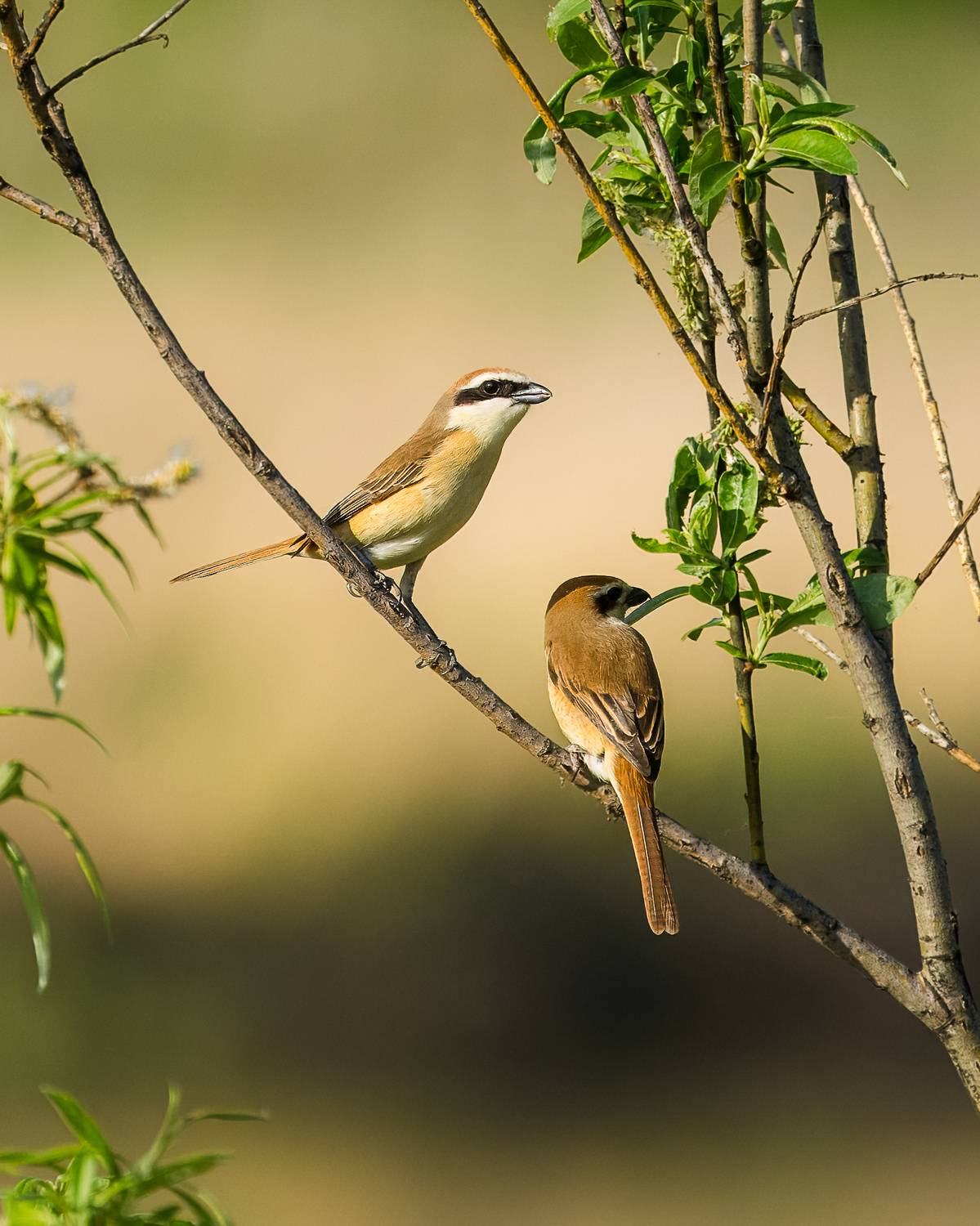 жулан, влюбленные, птицы, Екатерина Дубровская