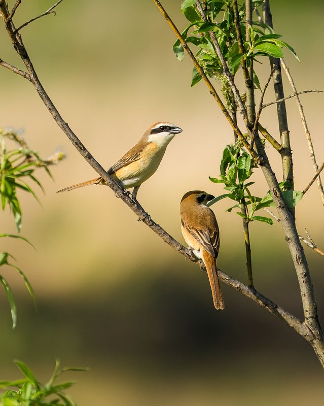 жулан, влюбленные, птицы Влюбленная парочка Сибирских жуланов.photo preview