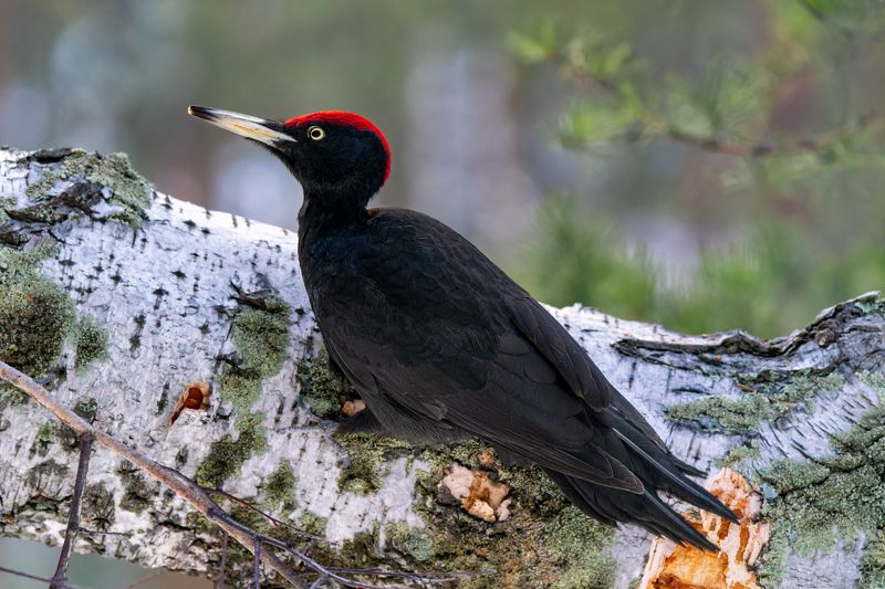 желна, дятел, птицы Романтик Желна.photo preview