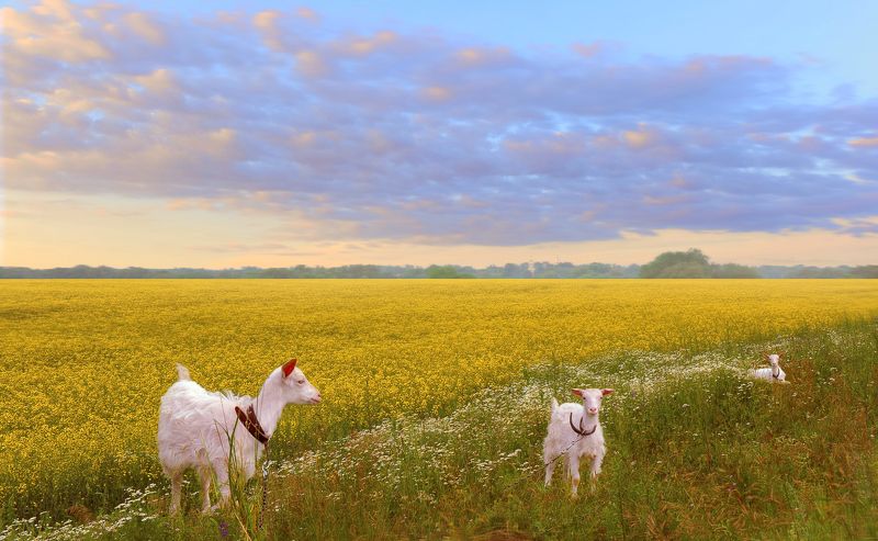 Летоphoto preview