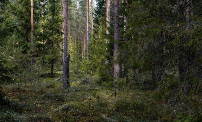 лес, сосны, ели, тропинка, осень, август, Тропинкаphoto preview