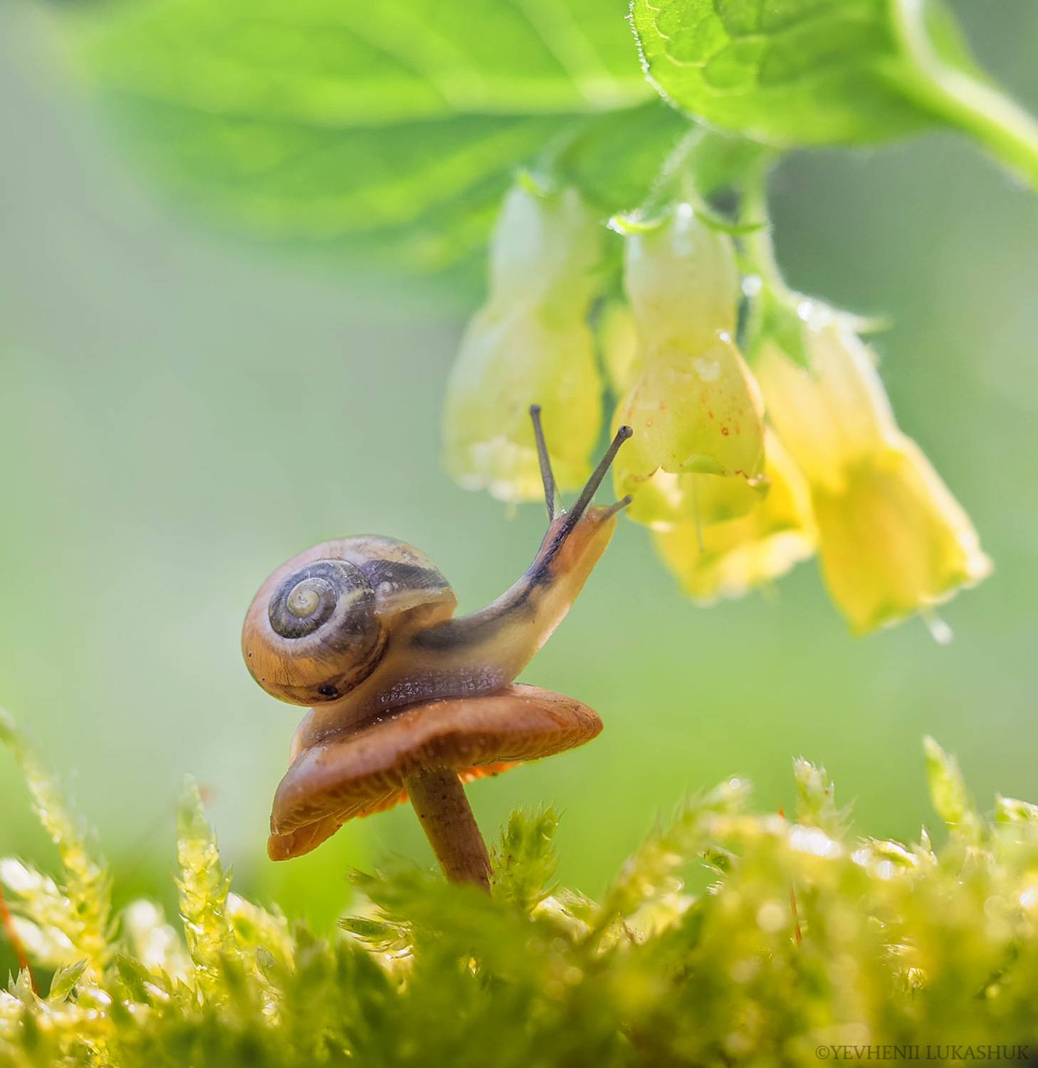 , Лукашук Евгений