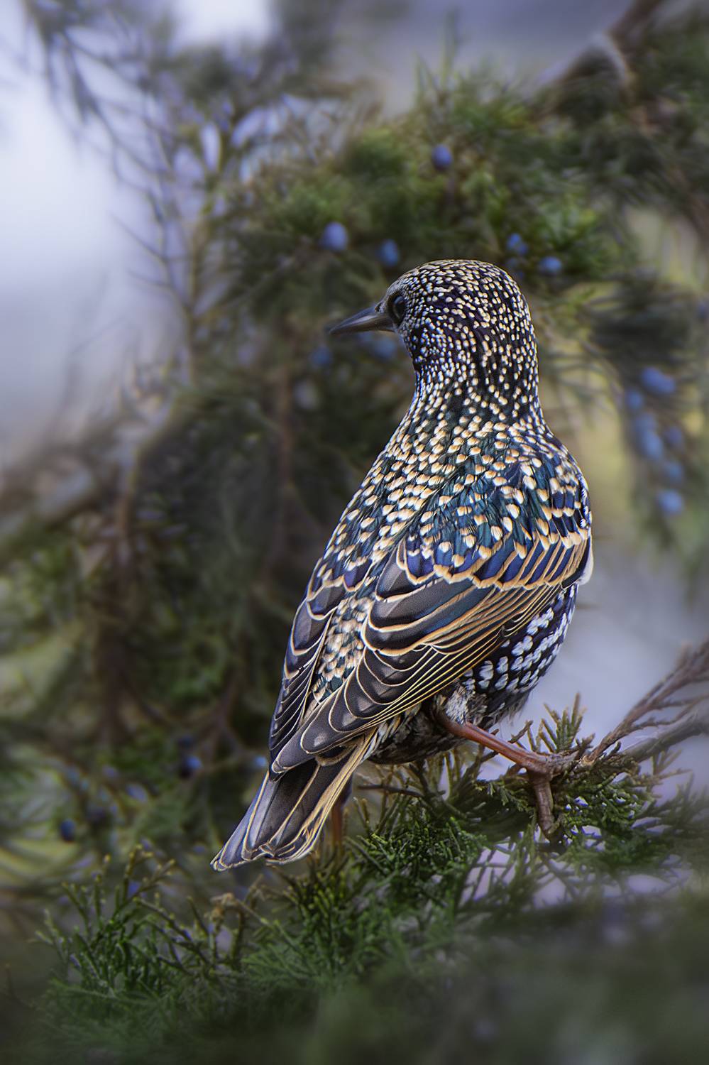 Обыкновенный скворец. Автор: Оджи Мила фотоохота природа птицы, Оджи Мила