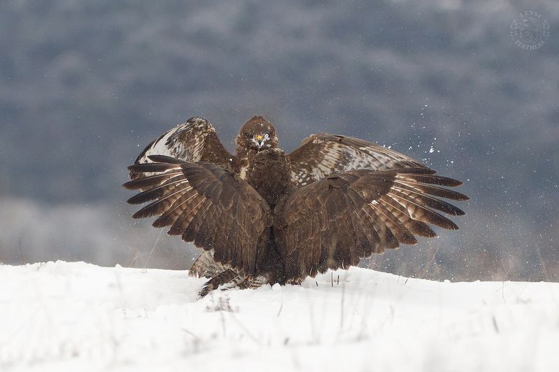 Обыкновенный канюк - Lens and Feathersphoto preview