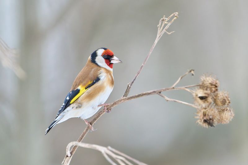 птицы, щегол, зима Щеголphoto preview