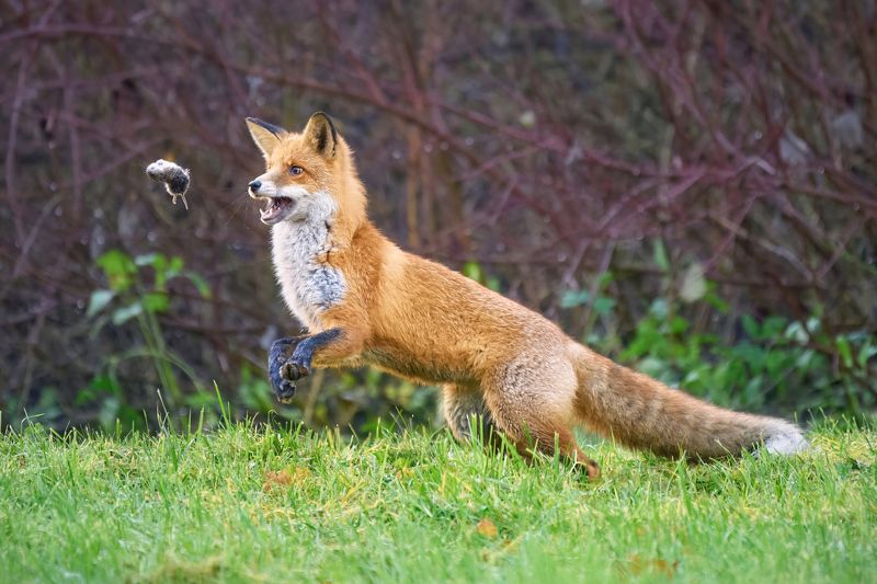 обыкновенная лисица,лисица,лиса,fox,red fox,Vulpes vulpes, Лисица фото превью