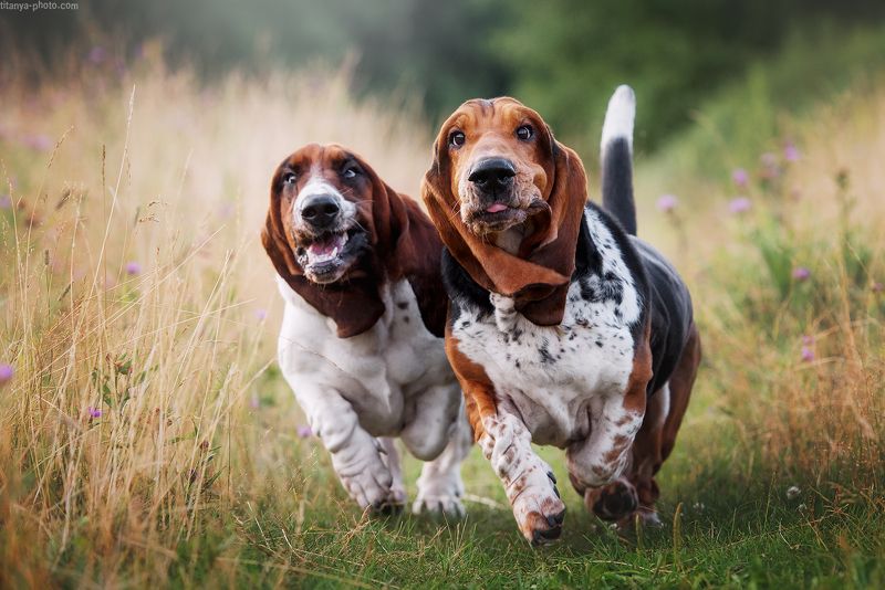 бассет, хаунд, бегут, собаки, синхронно, двое, уши, быстро, лапы, бассеты Синхронистыphoto preview