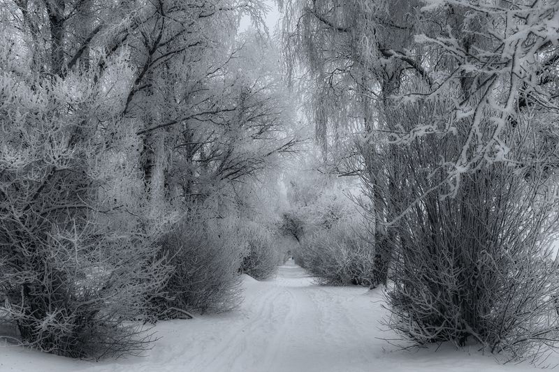 зима, январь, аллея, снег, сугробы, иней, мороз, деревья, ветки, город, архангельск Городская аллея в морозный деньphoto preview