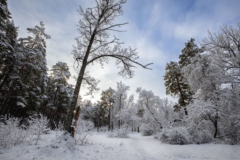 Январь в лесуphoto preview