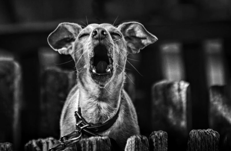 Жизнь собачьяphoto preview