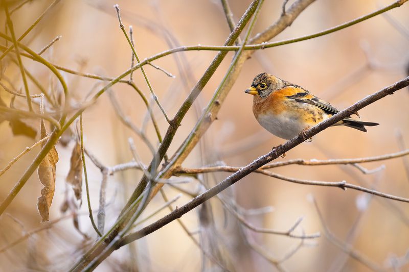 Chaffinchphoto preview