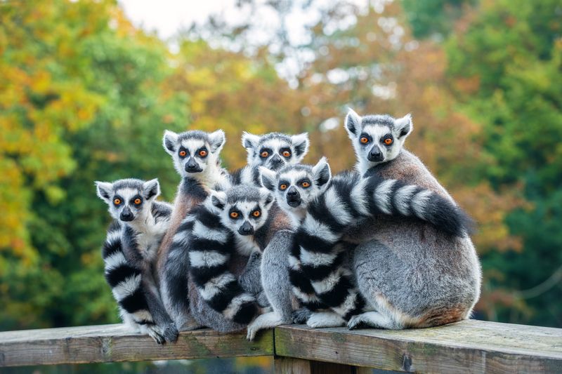 лемур; кольцехвостый лемур; кошачий лемур; лемур катта; маки; animal; lemur; ring-tailed lemur; lemur catta; Выражение эмоцийphoto preview