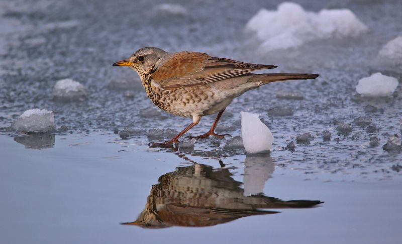 дрозд рябинник, рябинник, дрозд, turdus pilaris, По тонкому льду.photo preview