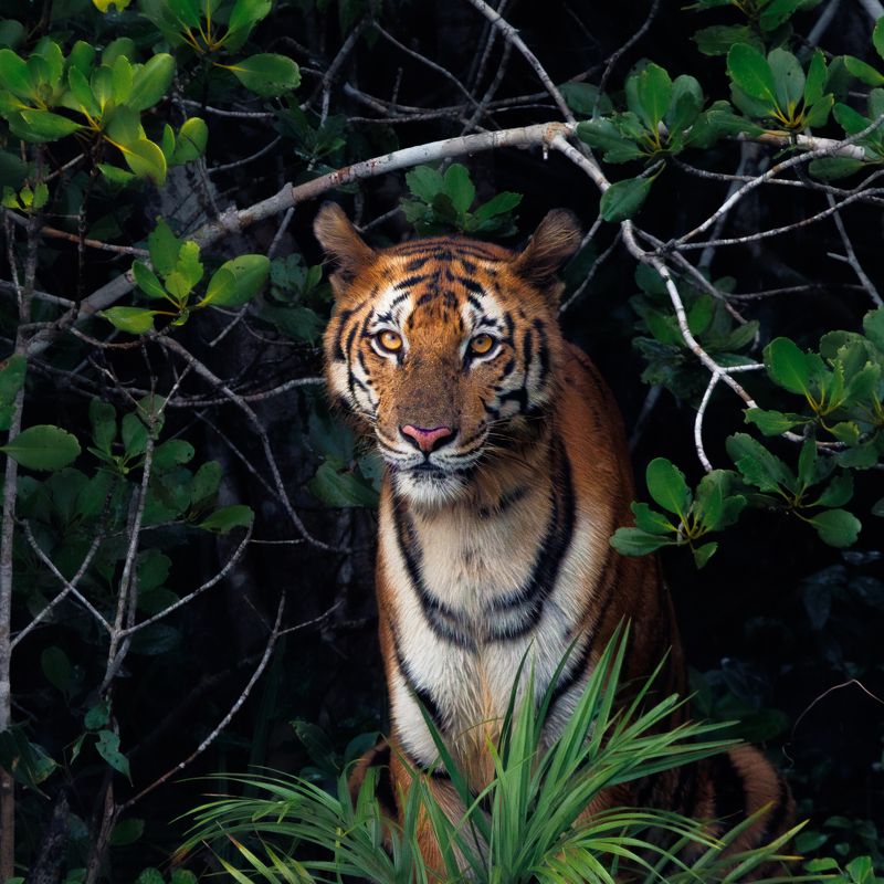 Captivating gaze, majestic grace.photo preview