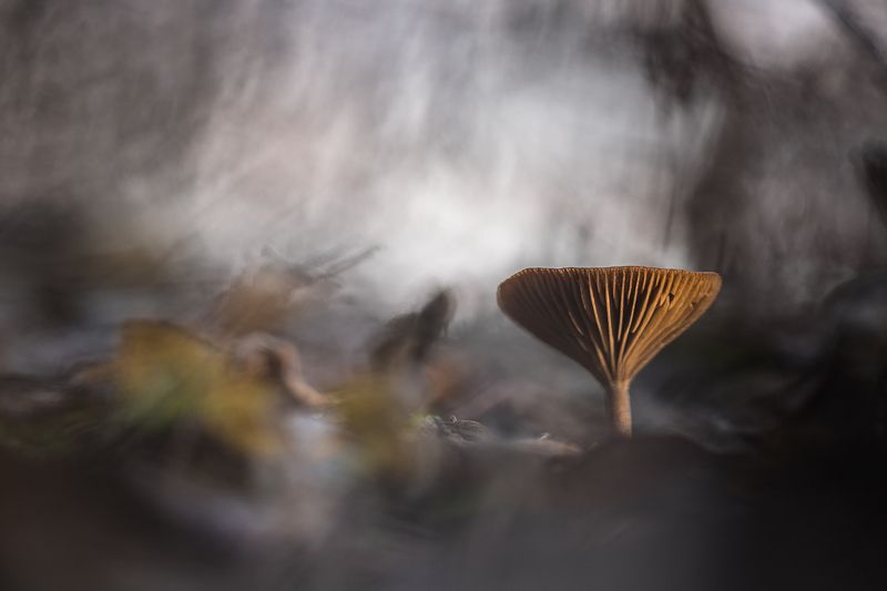 Январь в лесуphoto preview