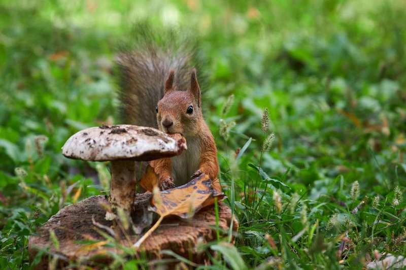squirrel, volgograd, russia,  #photo preview