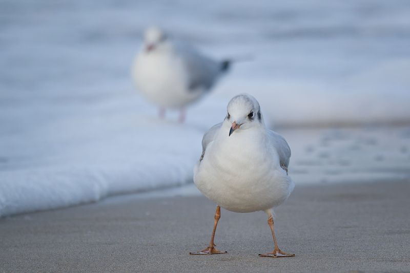 bird, птица, чайка, море, балтийское море, зима, калининград, seagull Чайка-гопник фото превью