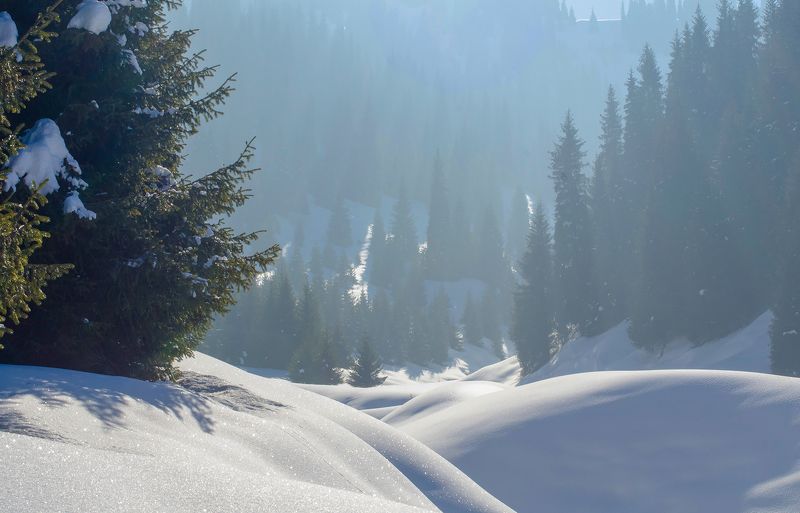 магия Тяньшанских елейphoto preview