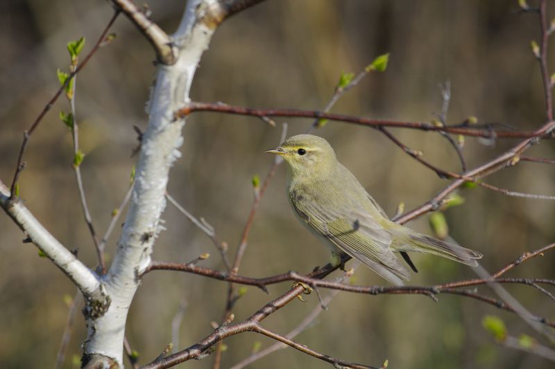 пеночка, пеночка-весничка, весничка, птица, птицы, лес, весна, новосибирск Весничкаphoto preview
