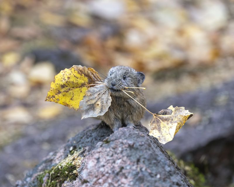пищуха, гербарий, осень, Красноярские Столбы Я не жадная, я запасливая! Северная пищуха.photo preview