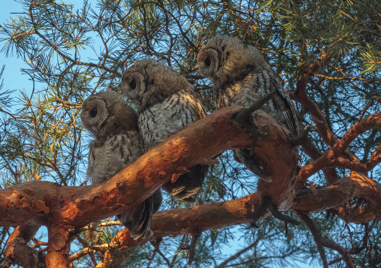 , Светлана Холодняк