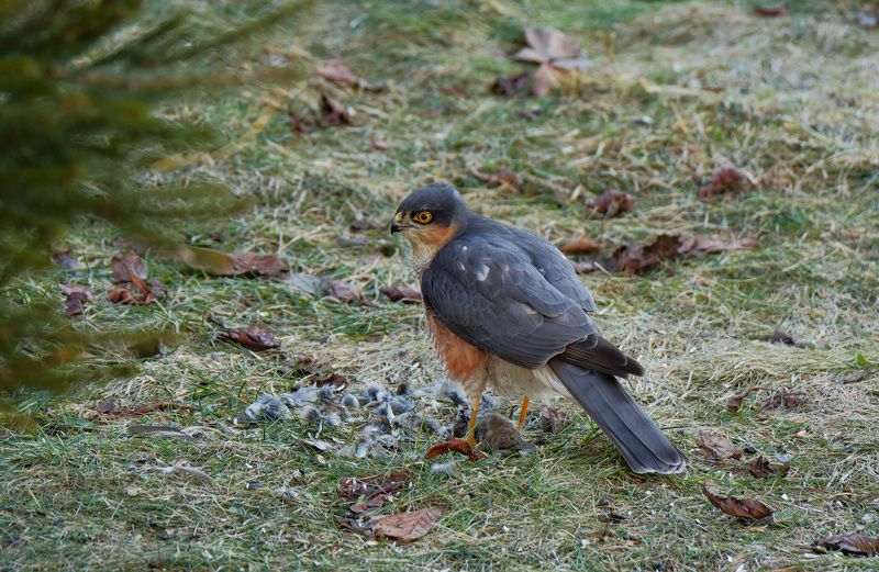 ястреб, перепелятник, хищник, добыча, птицы, природа, hawk, predator, birds, nature Ястреб ощипывает воробьяphoto preview