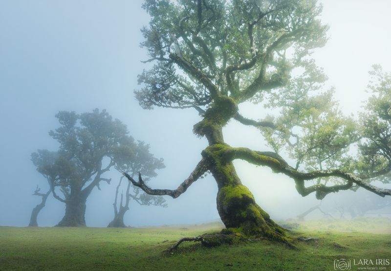 Леди изогнутого стволаphoto preview