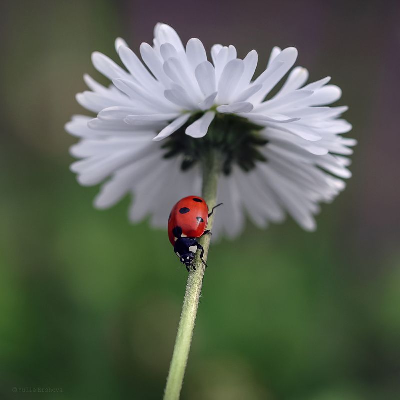 божья коровка, маргаритка ***photo preview