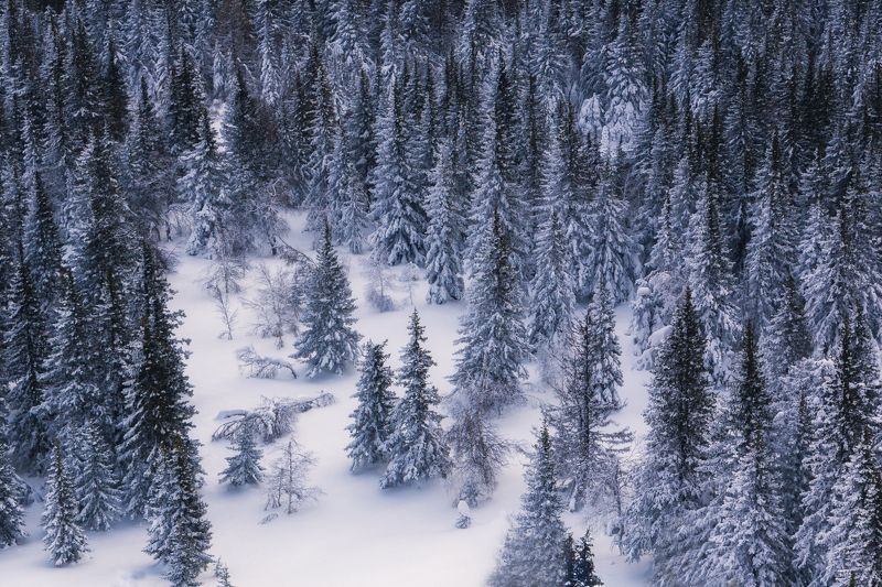 В темно-синем лесуphoto preview