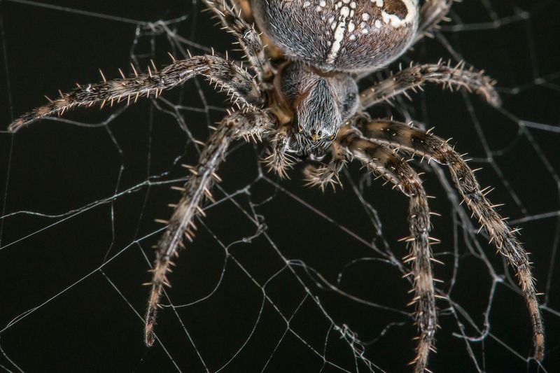 паук, паутина, лыпы, жуть В ожидании обедаphoto preview