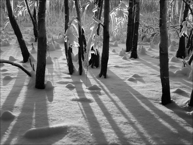 Деревья, Зима, Снег, Сосульки, Тени, Чёрно-белое В зимнем лесуphoto preview
