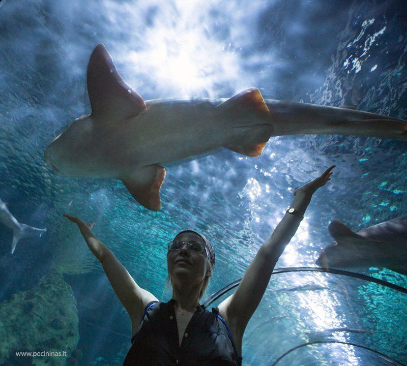 OBSENIJEphoto preview