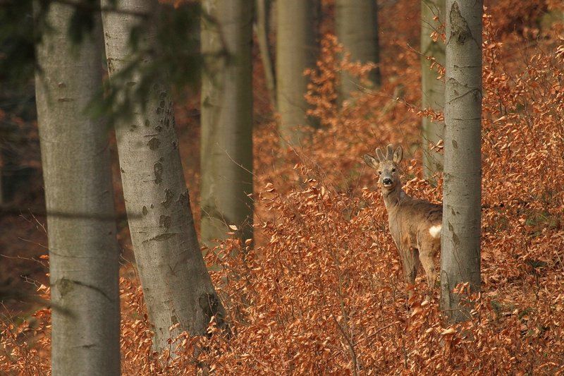 Capreolusphoto preview