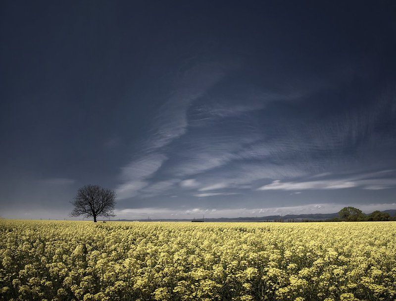 dream of yellow bluephoto preview