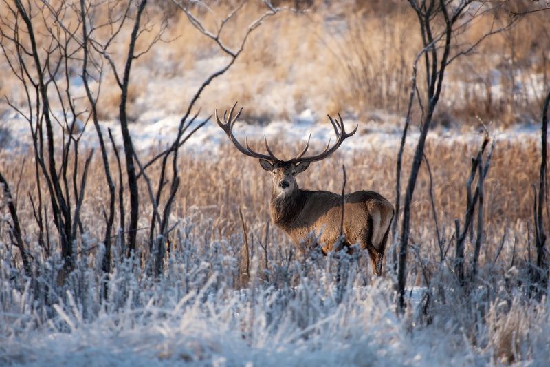 Особь благородных кровейphoto preview