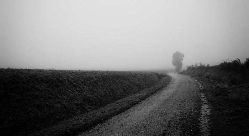 Arbre dans la brumephoto preview