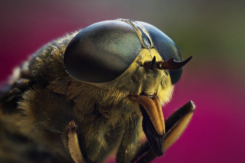 слепень, макро, портрет, насекомое Слепеньphoto preview