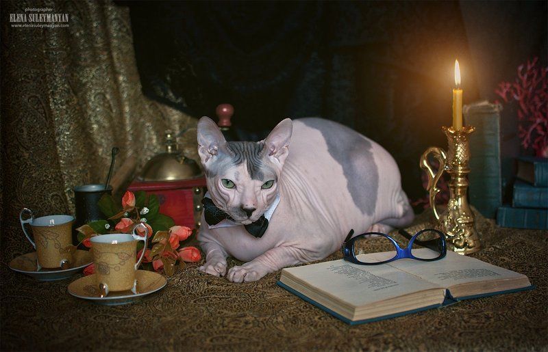 Кот учёный))photo preview