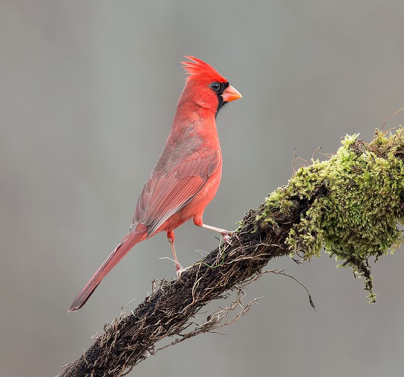 красный кардинал, northern cardinal, cardinal,кардинал, зима Northern Cardinal, male - Красный кардинал, самецphoto preview