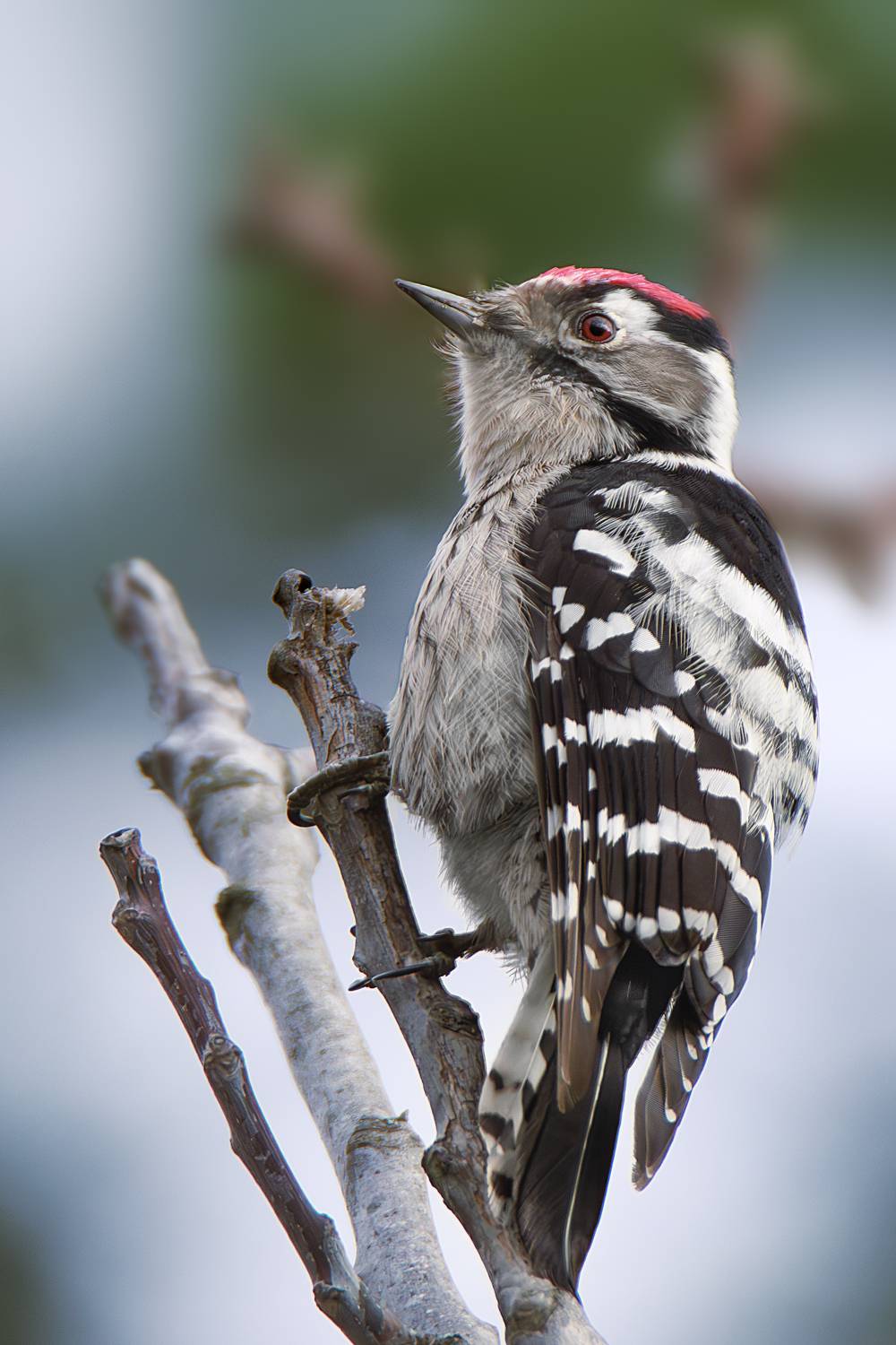 #фотоохота  #природа  #птицы, Оджи Мила