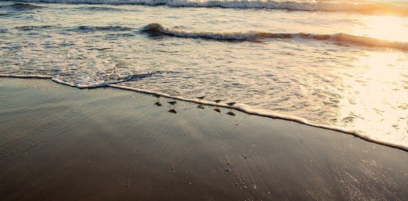 Pacific ocean, Birds Birdsphoto preview