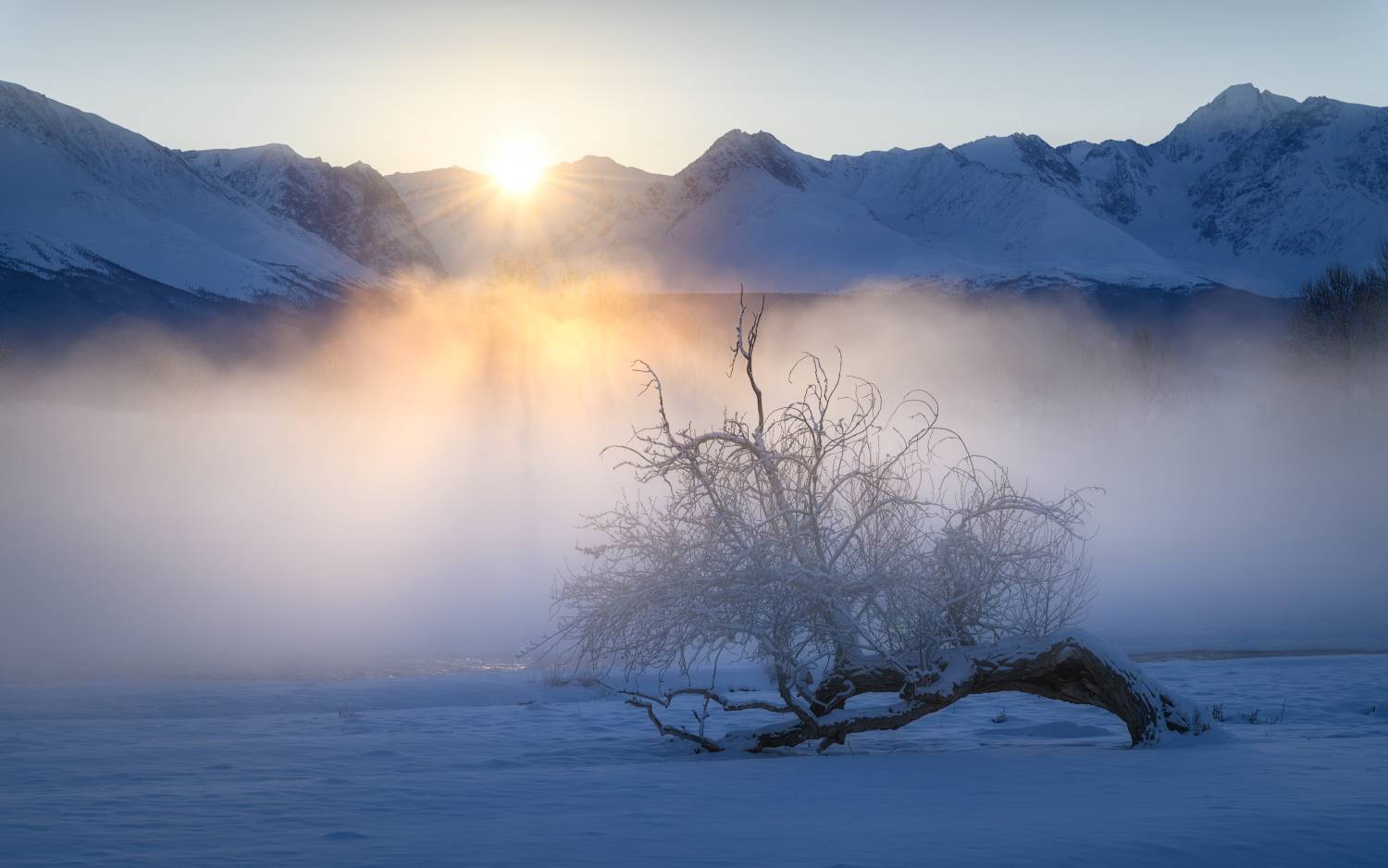 алтай, горный алтай, пейзажи алтая, кош-агачский район, река парит, туман, зима, мороз, закат, горы, зимний алтай, дерево, одинокое дерево, Рубан Елена