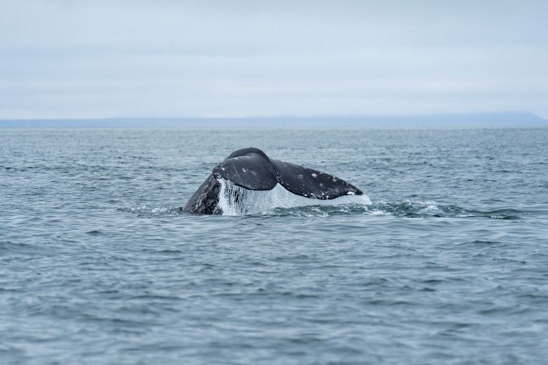 Взмах хвоста photo preview